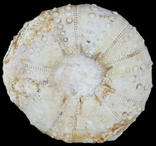 Tetragramma Fossil Echinoid (Sea Urchin) - Morocco #61401